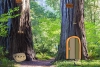 逃離山毛櫸樹林