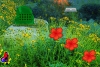 逃離庫林奇花樹林