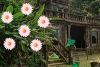 逃離被遺忘的花園