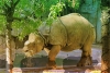 逃離野生動物園