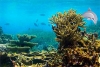 救援深海動物